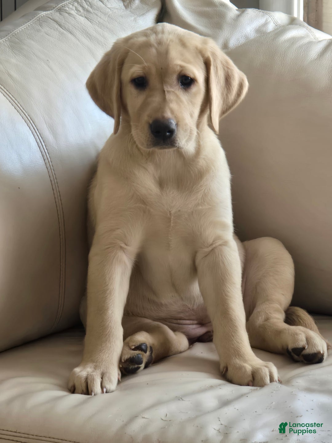 Labrador Retriever dogs for sale: Labrador Retriever Puppy 1 - Ad 10