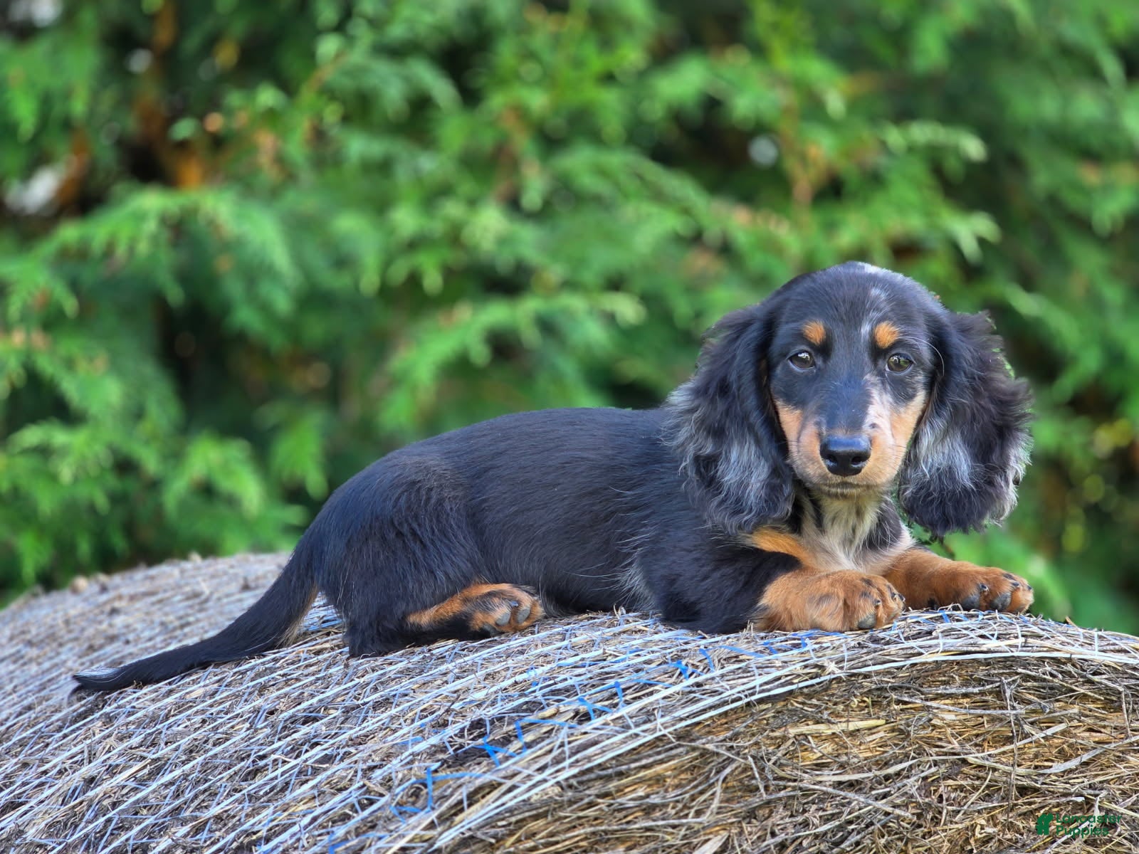 Miniature Dachshund dogs Miniature Dachshund Hugo - Ad 11