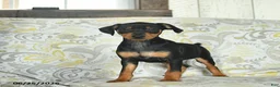 Miniature Pinscher dogs for sale: Hobbit  - Ad 2