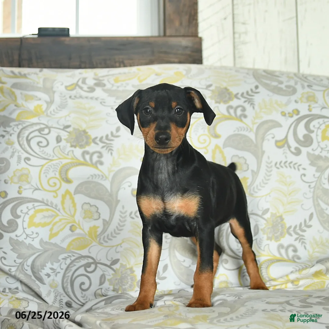 Miniature Pinscher dogs for sale: Hobbit  - Ad 2