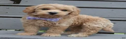 Mini Goldendoodle dogs for sale: Mini Ginger - Ad 13