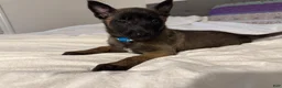 Belgian Malinois dogs for sale: Belgian Malinois 2 - Ad 2