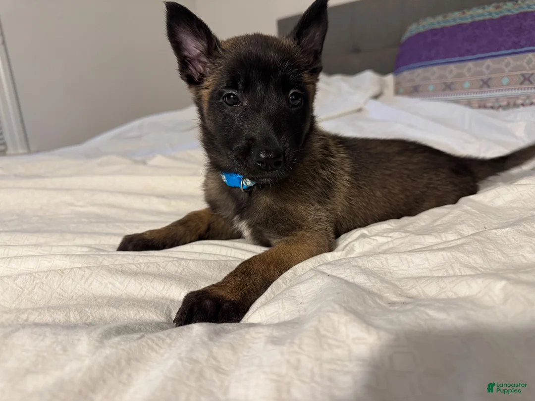 Belgian Malinois dogs for sale: Belgian Malinois 2 - Ad 2