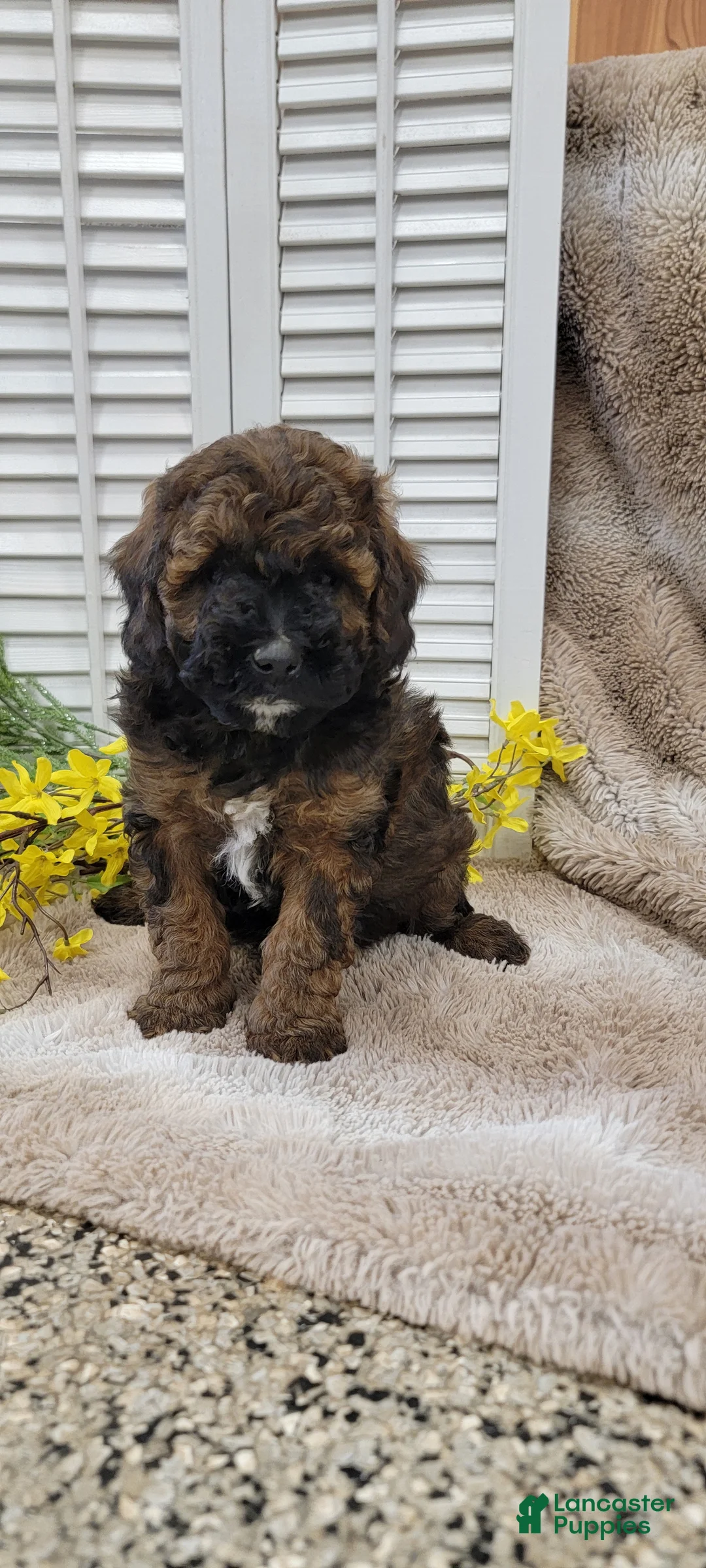Cockapoo dogs for sale: Jack - Ad 1