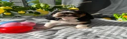 Basset Hound dogs for sale: Teddy - Ad 9