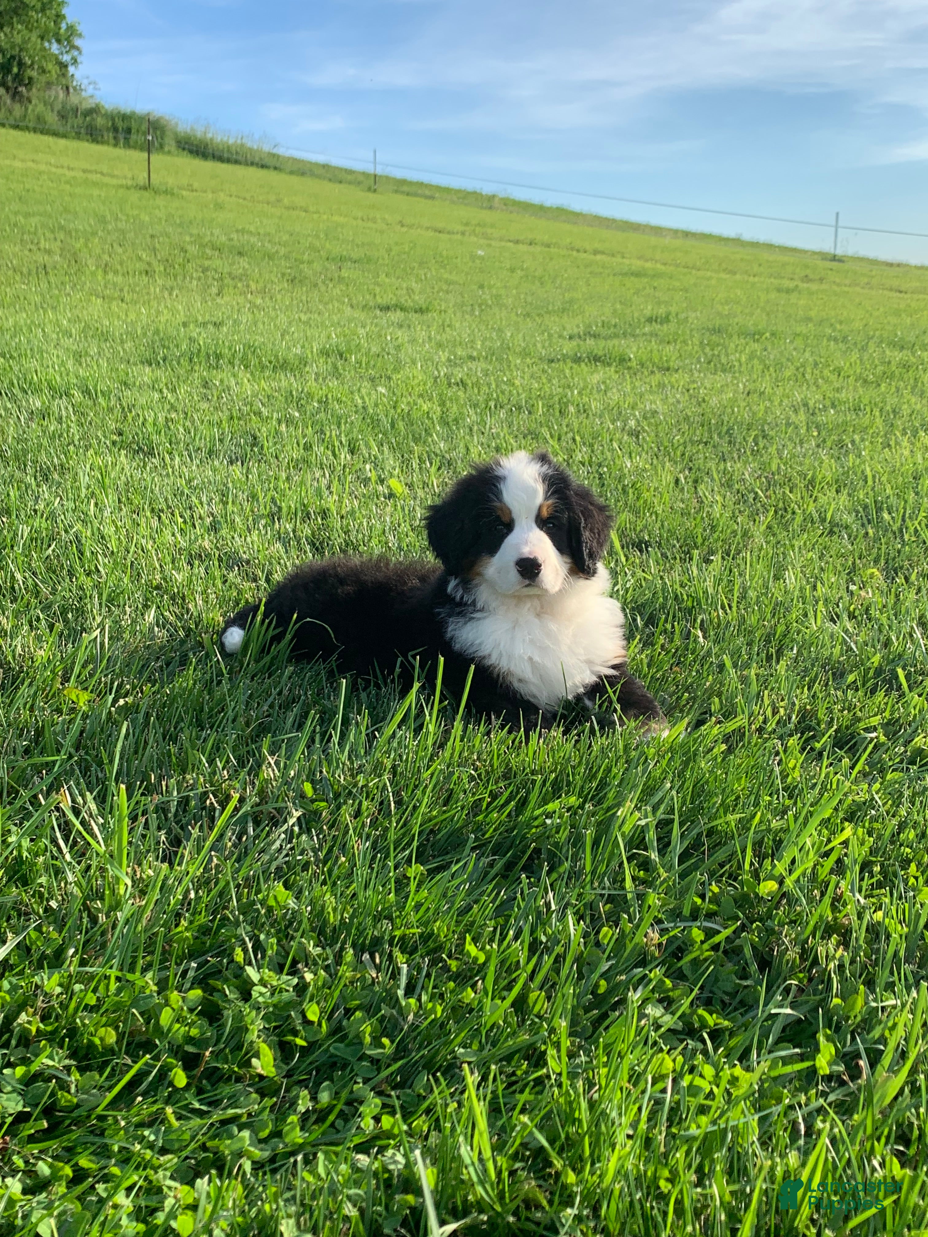 Bernese Mountain Dog dogs for sale: Nemo - Ad 3