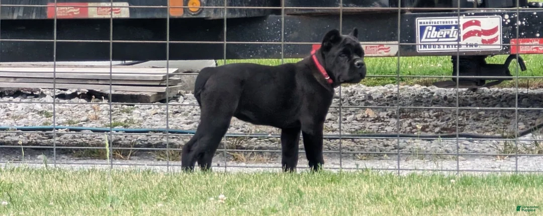 Gallery Image {{count}}