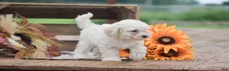 Toy Poodle dogs for sale: Caesar - Ad 5