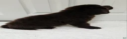 Newfoundland dogs for sale: AKC Brooke - Ad 8
