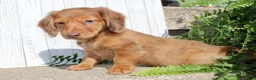 Miniature Dachshund dogs for sale: Avery - Ad 5