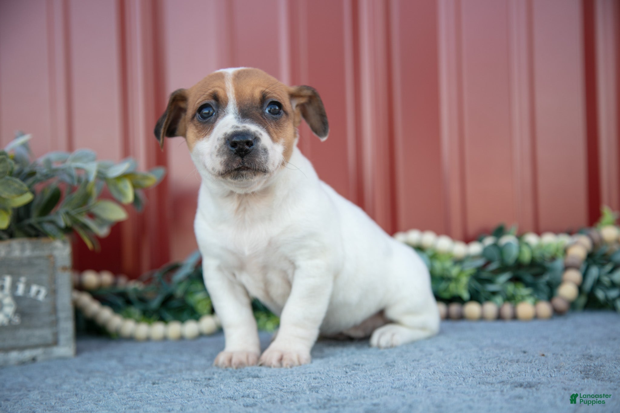 Jack Russell Terrier dogs Gabby - Ad 31