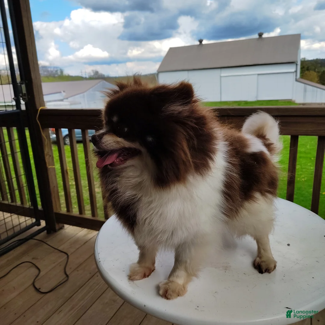Pomeranian dogs for sale: Blueberry pie  - Ad 5