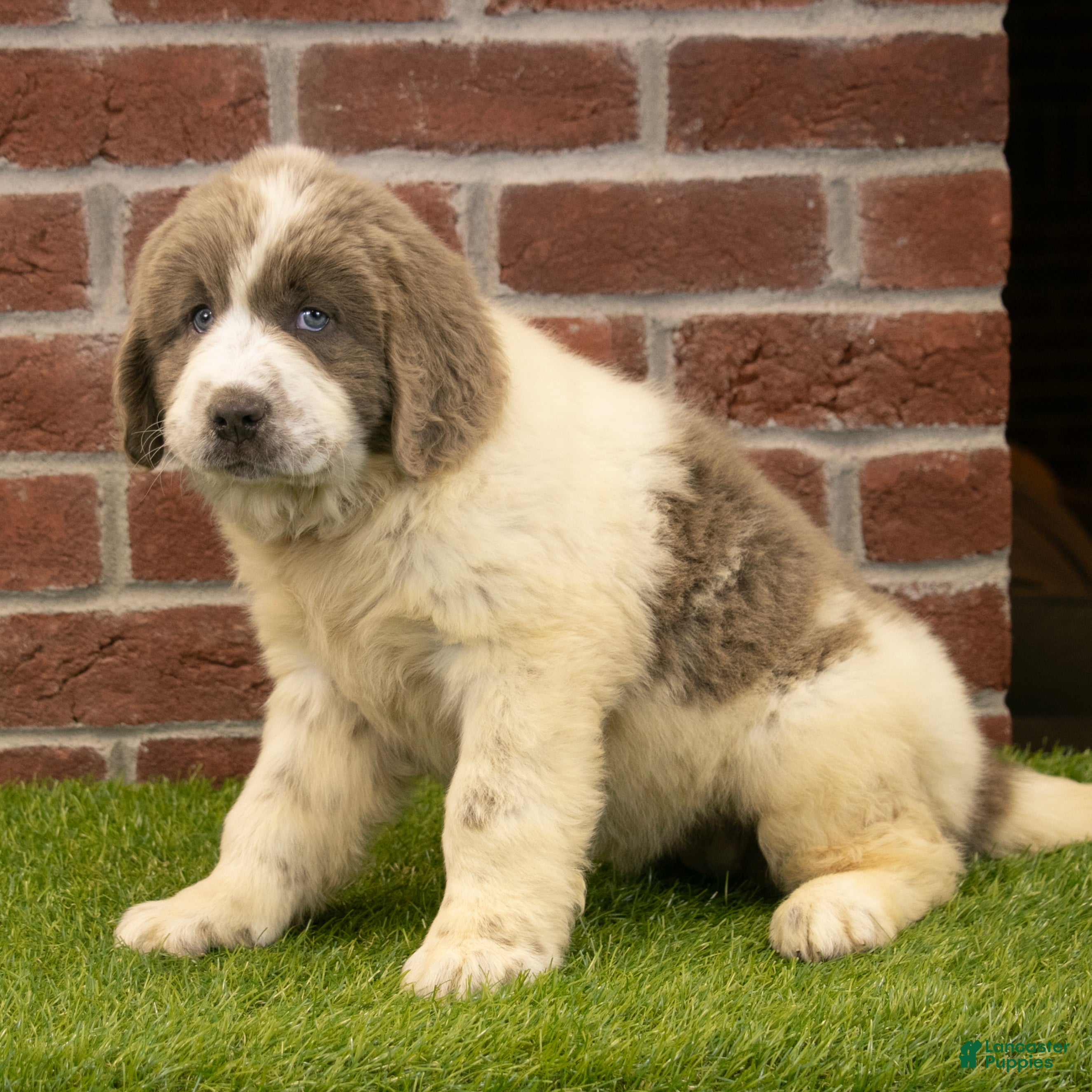 Newfoundland dogs for sale: Megan - Ad 5