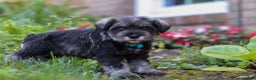 Miniature Schnauzer dogs for sale: Millie - Ad 21