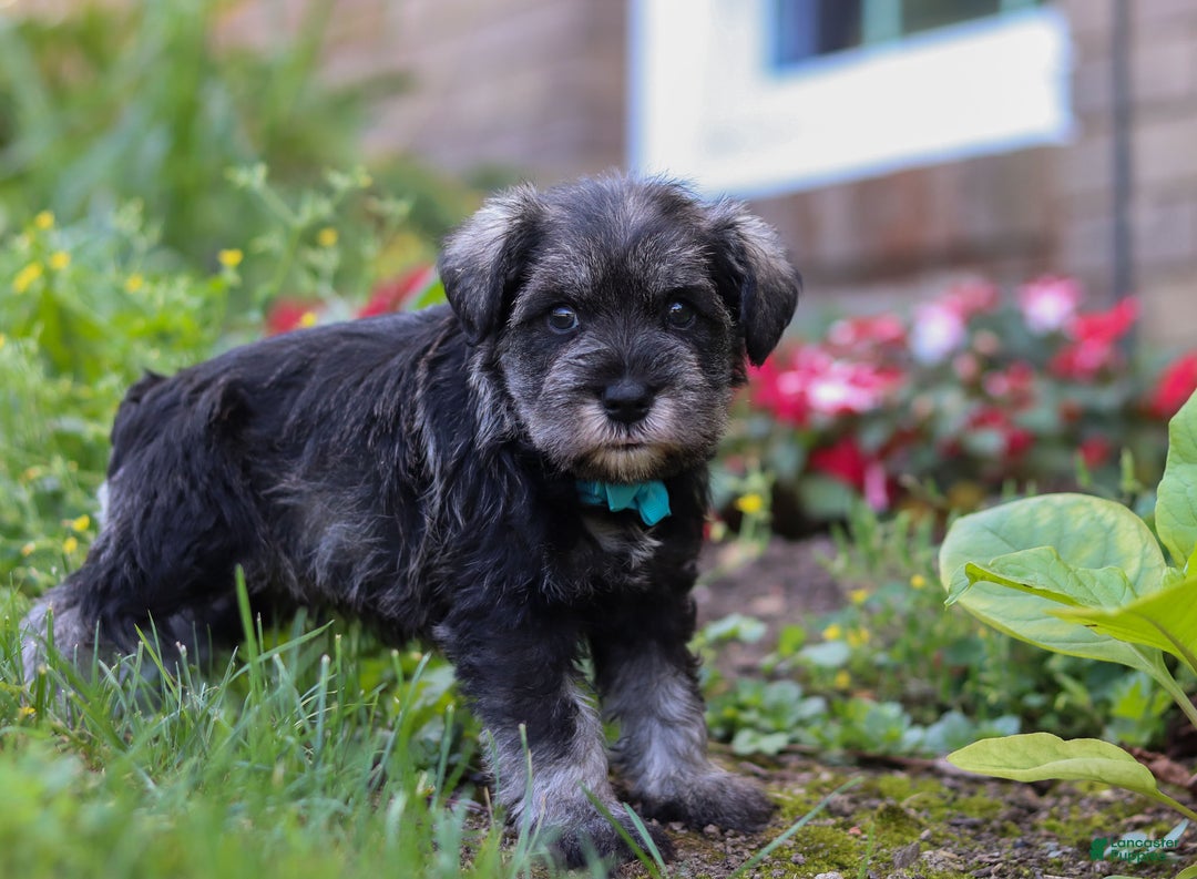 Miniature Schnauzer dogs for sale: Millie - Ad 21
