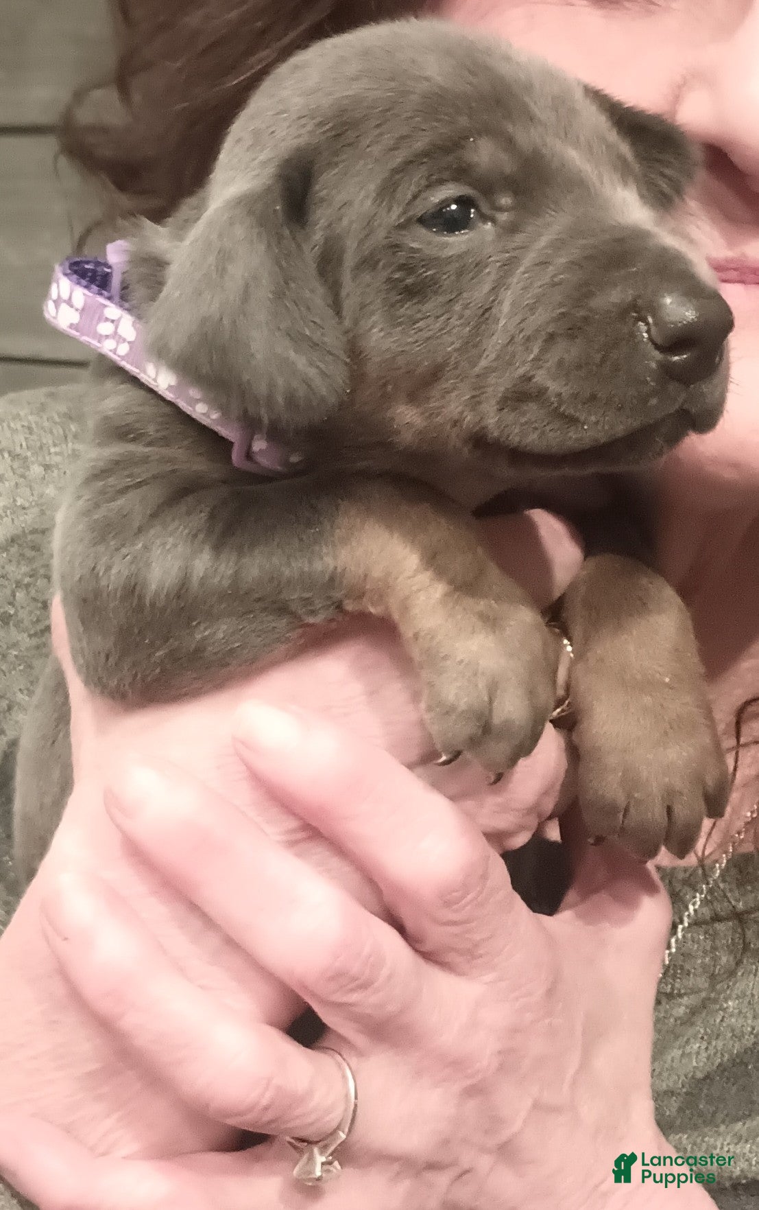 Doberman Pinscher dogs for sale: Rose - Ad 1