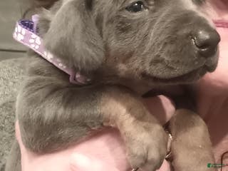 Doberman Pinscher dogs for sale: Rose - Ad 1