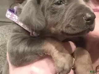 Doberman Pinscher dogs Rose - Ad 42