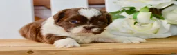 Shih Tzu dogs for sale: Banks - Ad 4