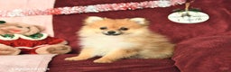 Pomeranian dogs for sale: Paddington - Ad 6