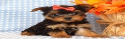 Yorkshire Terrier dogs for sale: Carly  - Ad 12