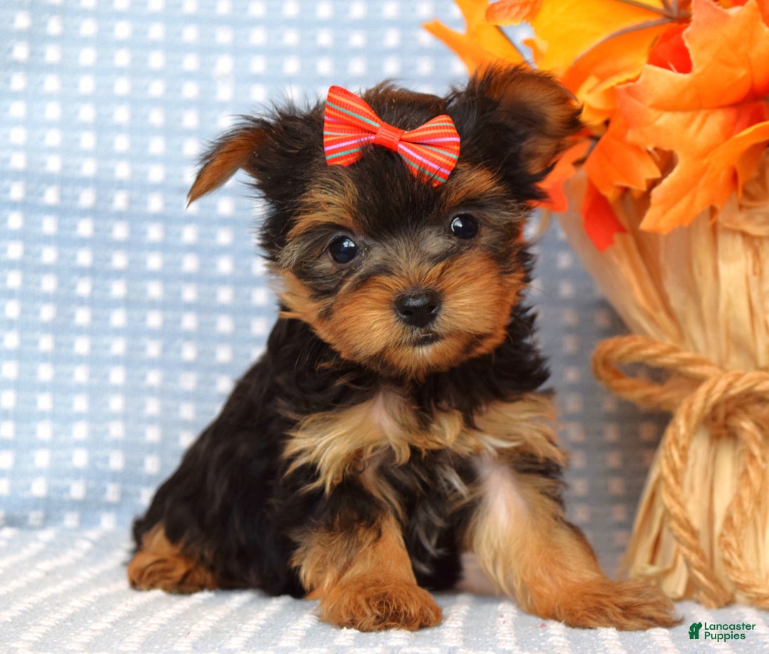Yorkshire Terrier dogs for sale: Carly  - Ad 12