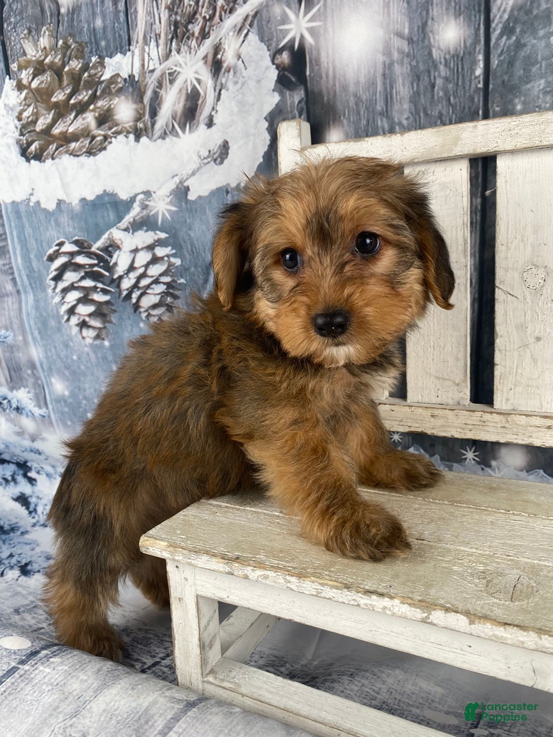 Yorkiepoo dogs for sale: Maddie - Ad 3
