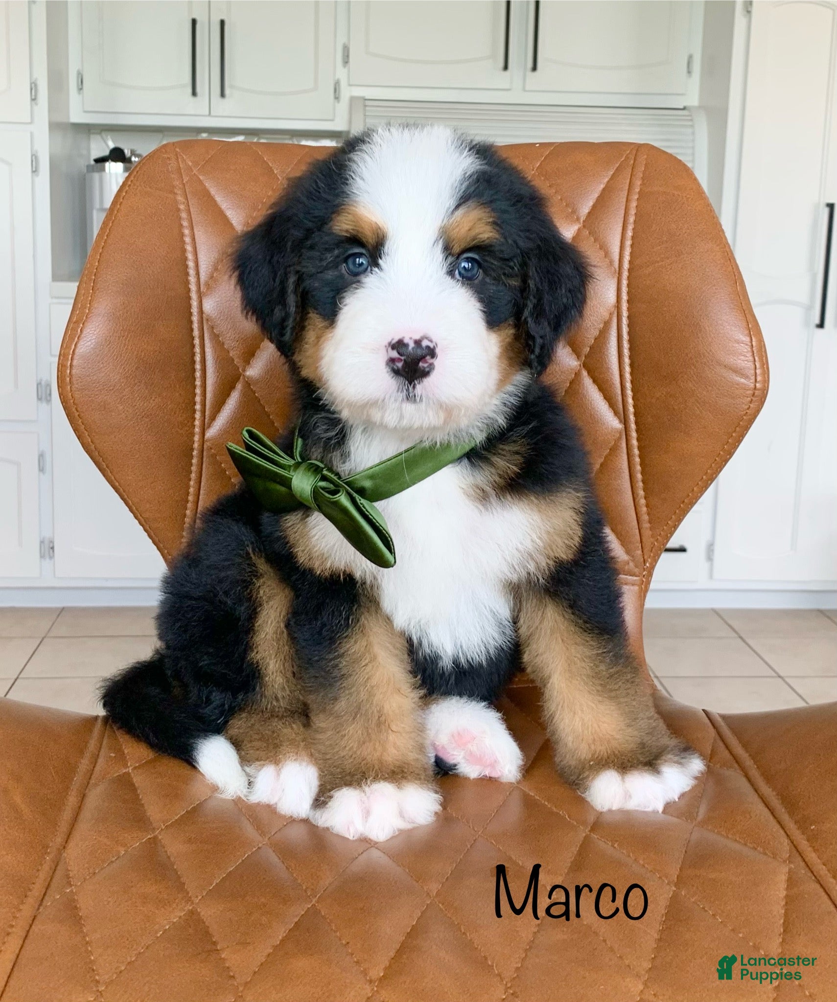 Bernedoodle dogs Marco - Ad 1