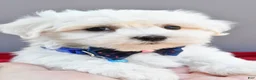 Maltese dogs for sale: Domino - Ad 9