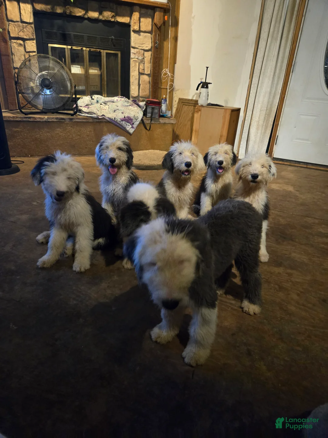 Old English Sheepdog dogs for sale: Old English Sheepdog Puppy 7 - Ad 2