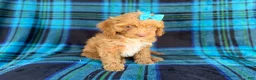 Cockapoo dogs for sale: Trixie - Ad 6
