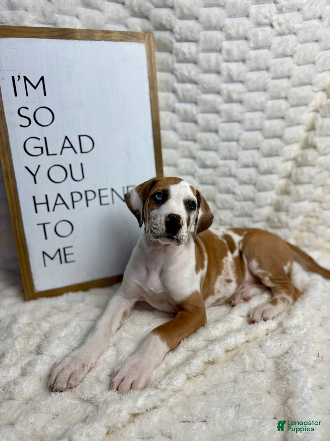 Great Dane dogs for sale: Fawnquin (Heavy Euro) - Ad 2