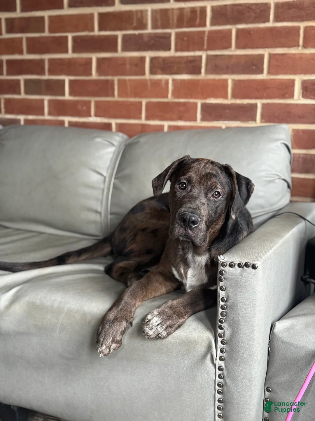 Mixed Breed dogs for sale: Kilo - Ad 1