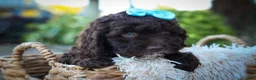 Cavapoo dogs for sale: COCOA - Ad 14