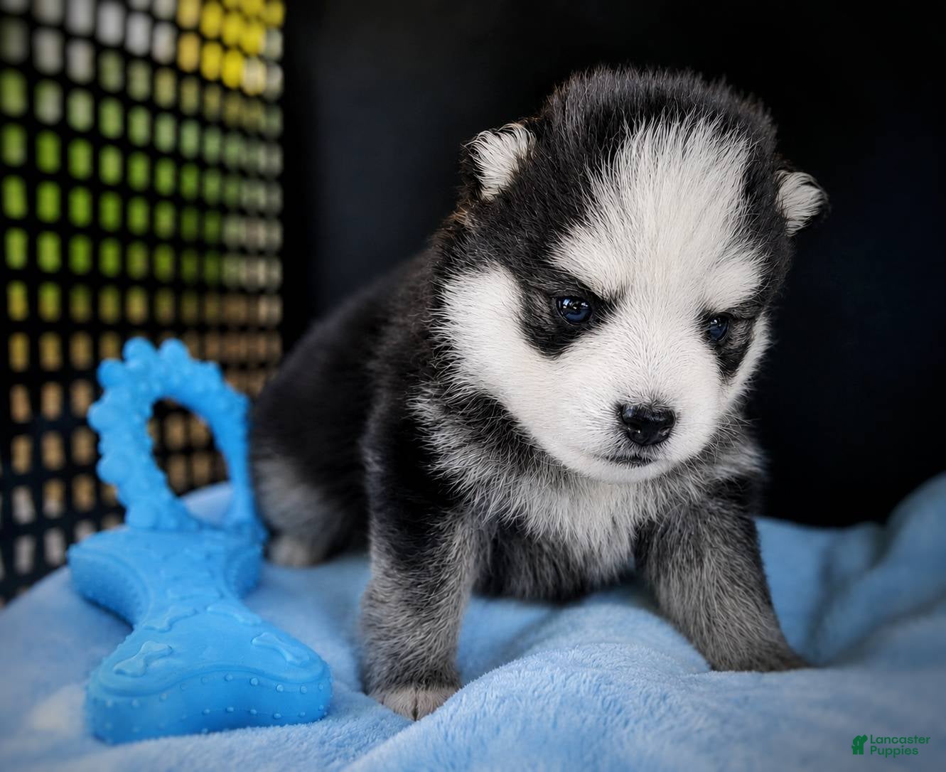 Pomsky dogs Pomsky Puppy Boy - 4 of 5 - Ad 10