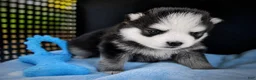 Pomsky dogs for sale: Pomsky Puppy Boy - 4 of 5 - Ad 8