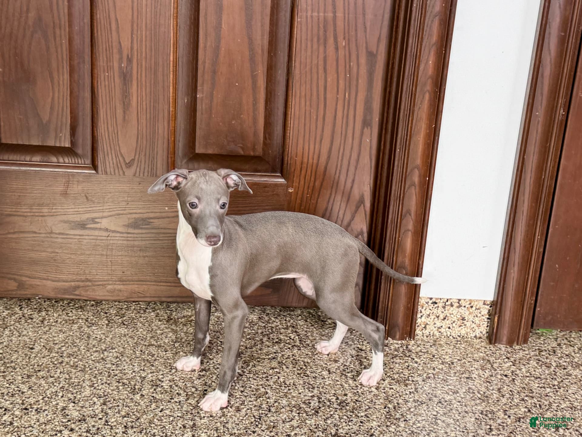 Italian Greyhound dogs Lila - Ad 2