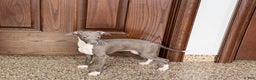 Italian Greyhound dogs for sale: Lila - Ad 11