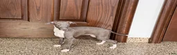 Italian Greyhound dogs for sale: Lila - Ad 2