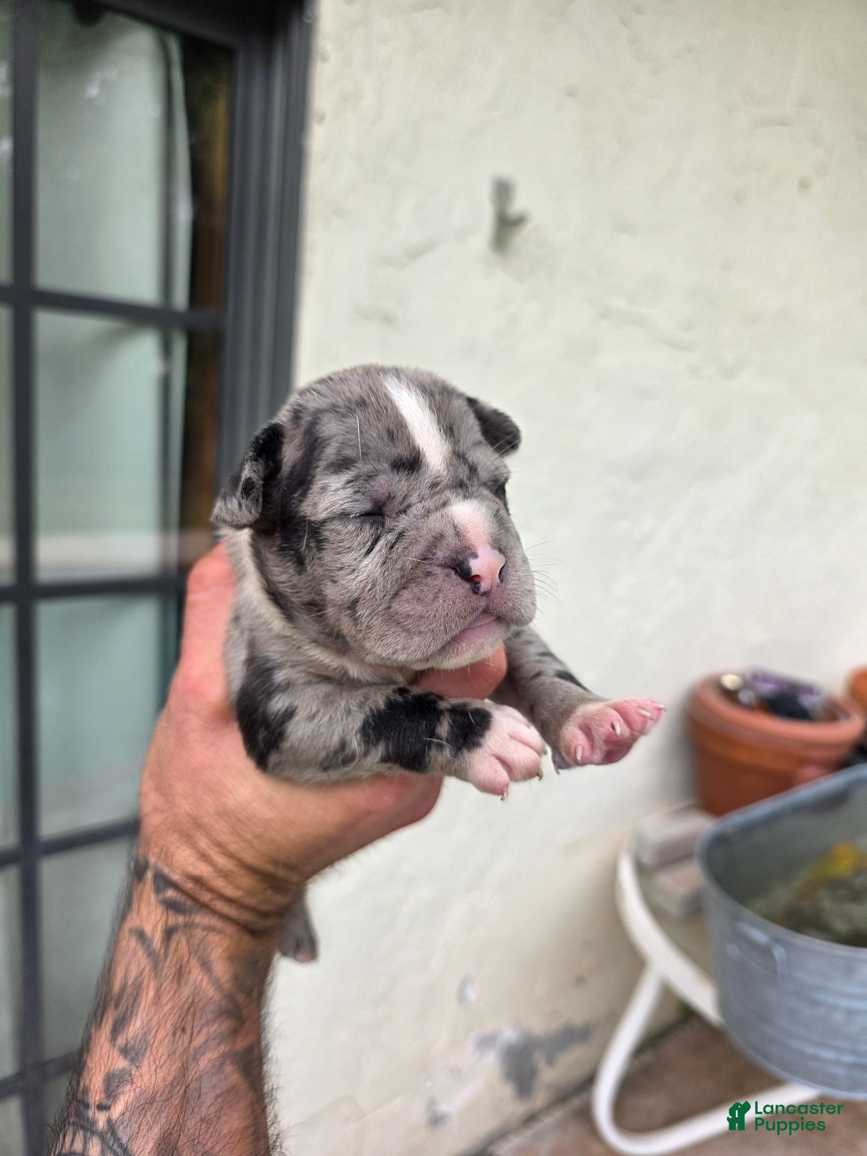 American Bully dogs American Bully 10 - Ad 42