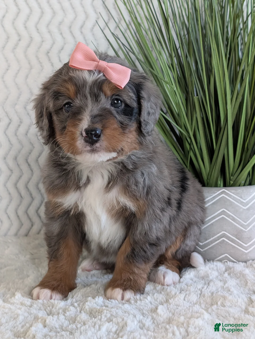 Mini Bernedoodle dogs for sale: Mini Pearl  - Ad 6