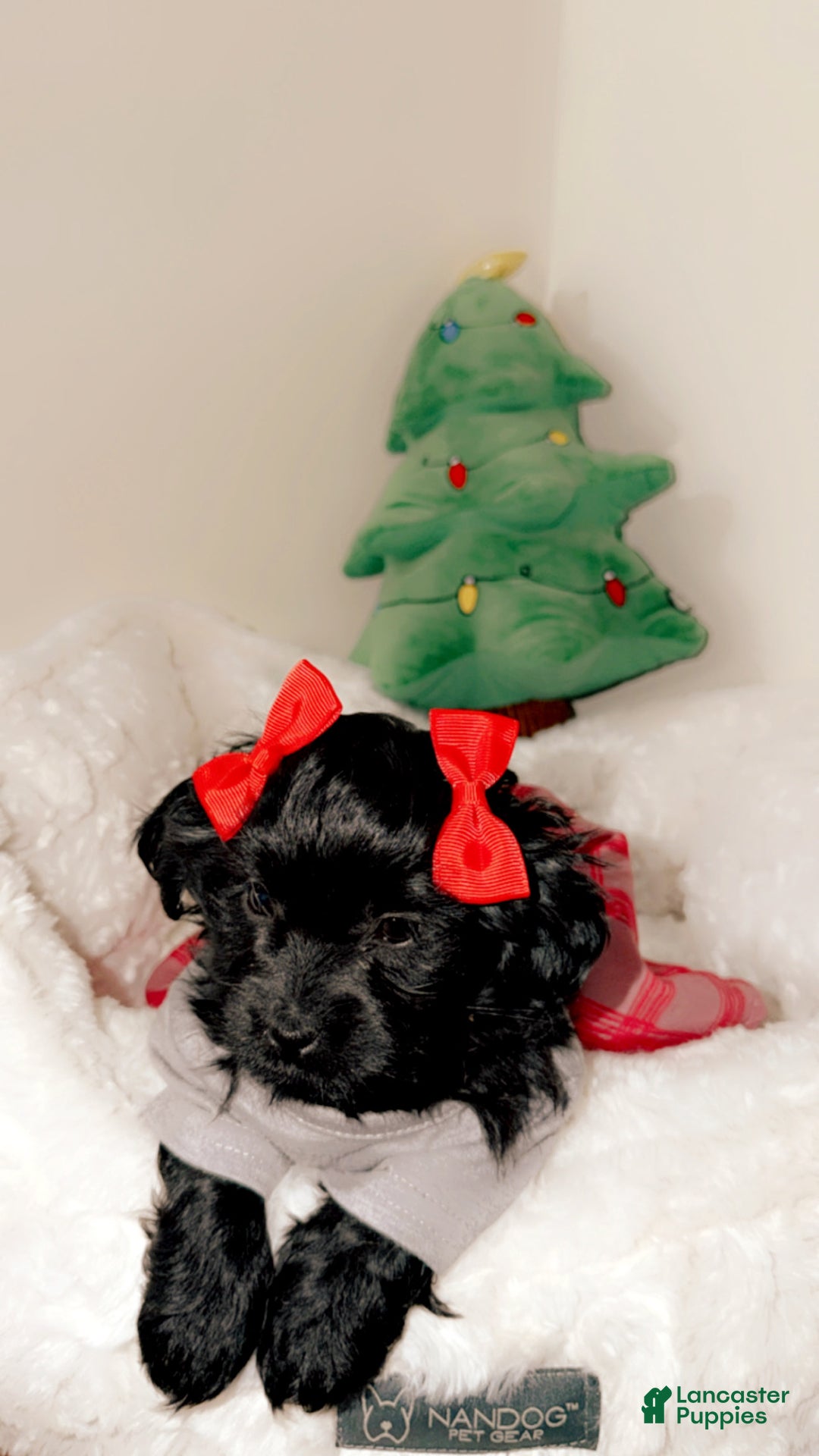 Shihpoo dogs for sale: Livvi  - Ad 2