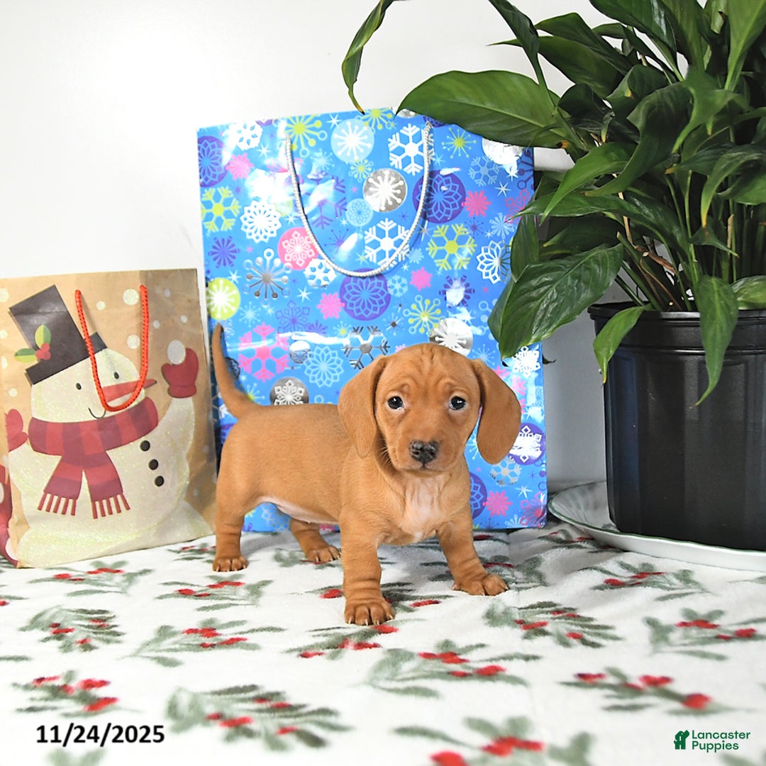 Miniature Dachshund dogs for sale: Russell - Ad 2