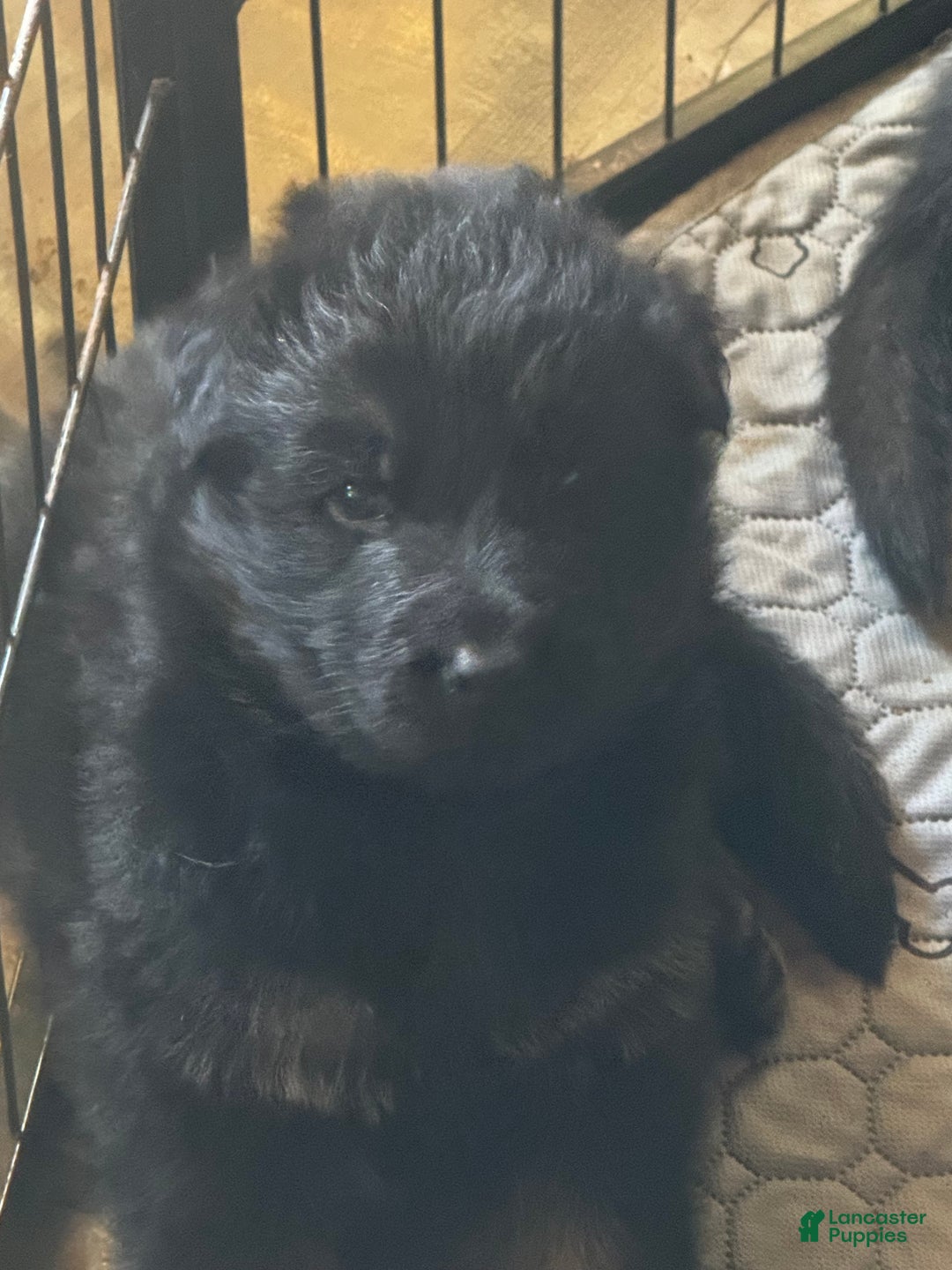 German Shepherd dogs for sale: German Shepherd Puppy 3 - Ad 1