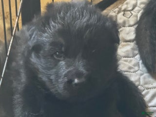 German Shepherd dogs German Shepherd Puppy 3 - Ad 10