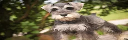 Miniature Schnauzer dogs for sale: Nellie Belle - Ad 3
