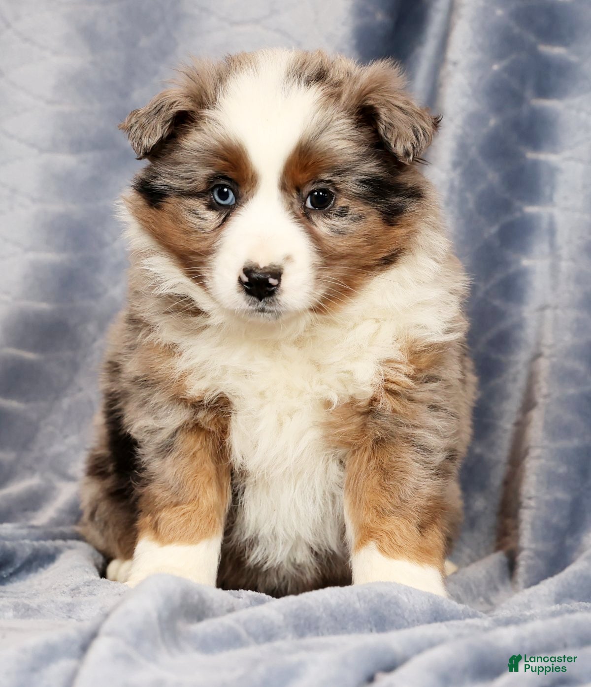Miniature Australian Shepherd dogs Edi - Ad 2