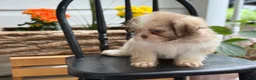 Shih Tzu dogs for sale: Jasper - Ad 4