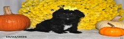 Shihpoo dogs for sale: Tansy - Ad 4