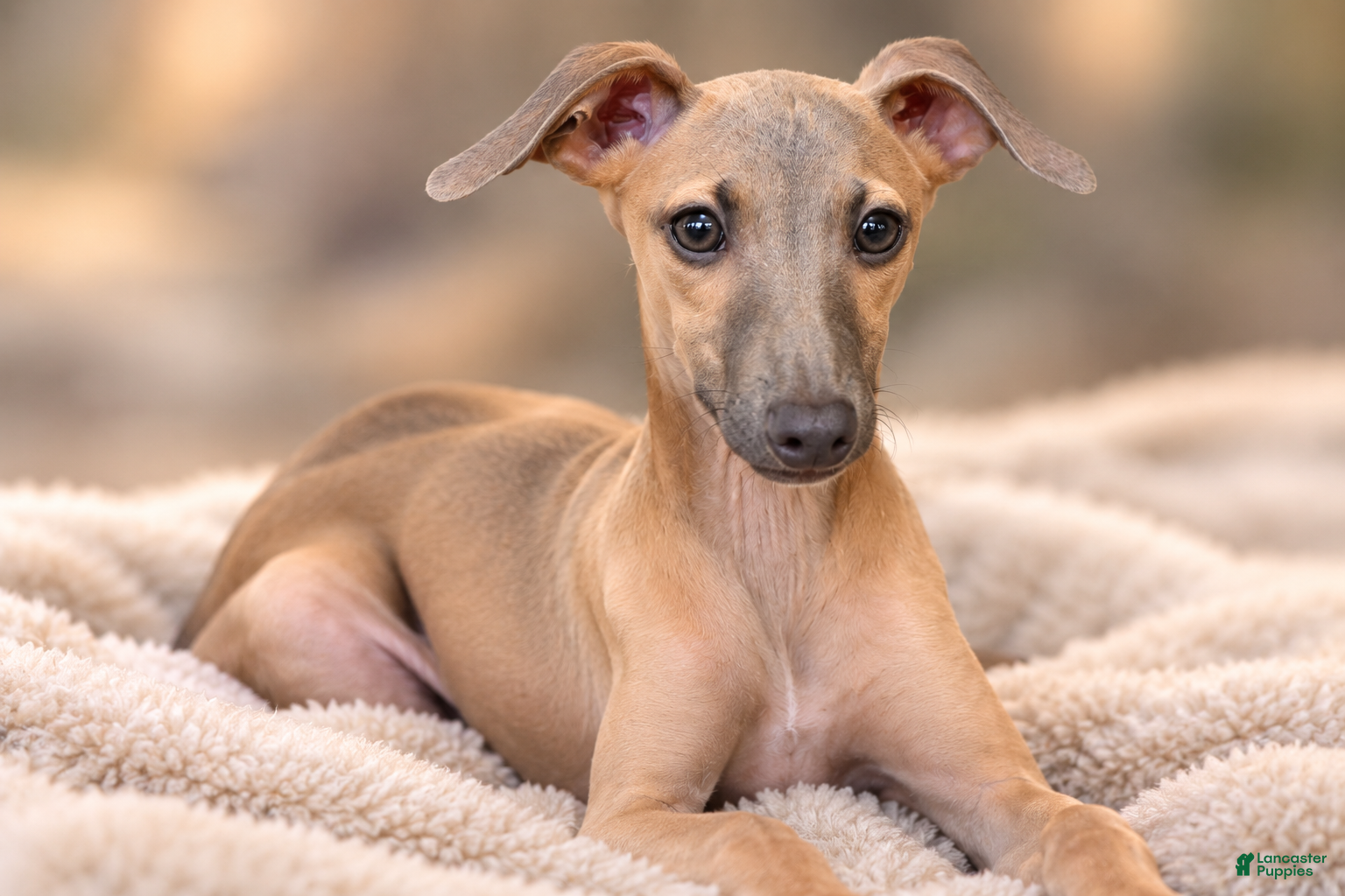 Italian Greyhound dogs for sale: Jasper - Ad 1